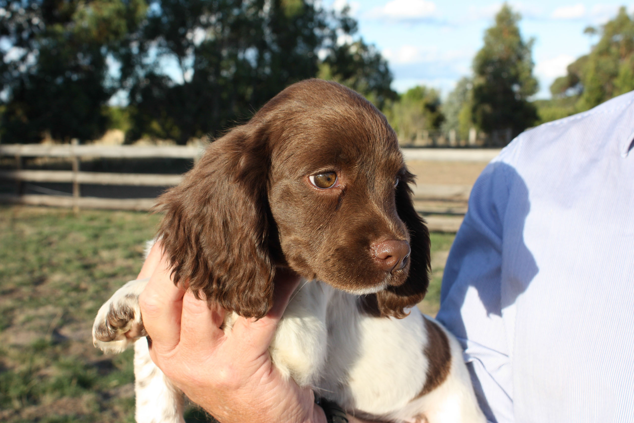 Glastonpark spaniels store